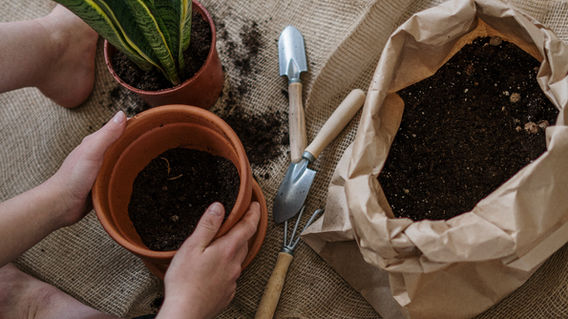 How to Repot Plants