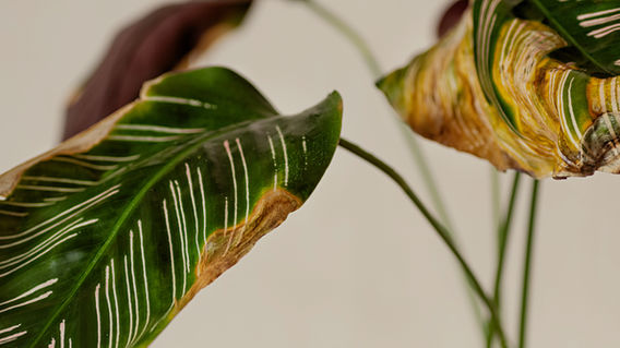 How to Treat Leaf Spots