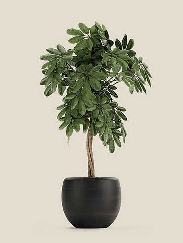 Schefflera